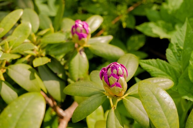 Krzew Różowego Rododendronu Z Młodymi Nieotwartymi Pąkami Kwiatowymi Zbliżenie Wczesną Wiosną Różowe Pąki Kwiatowe Rododendronów Przygotowują Się Do Kwitnienia Wiosną