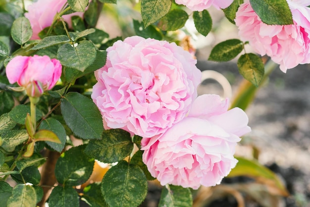 Krzew różowej róży Mary Rose w ogrodzie Zbliżenie na kwiat