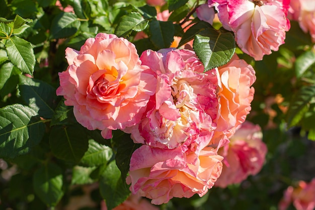 Krzew różowych róż kwitnący na tle ogrodu