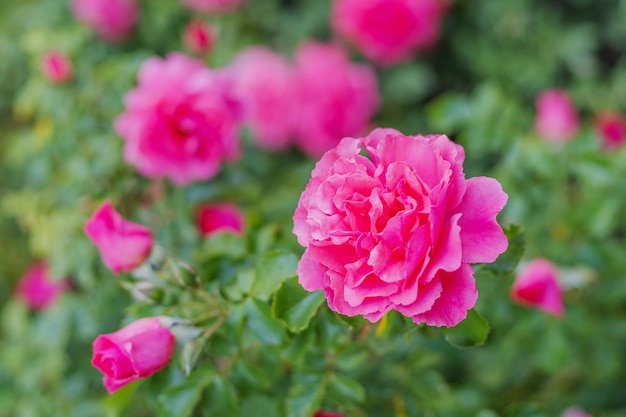 Krzew różowych róż w ogrodzie z blured tłem.