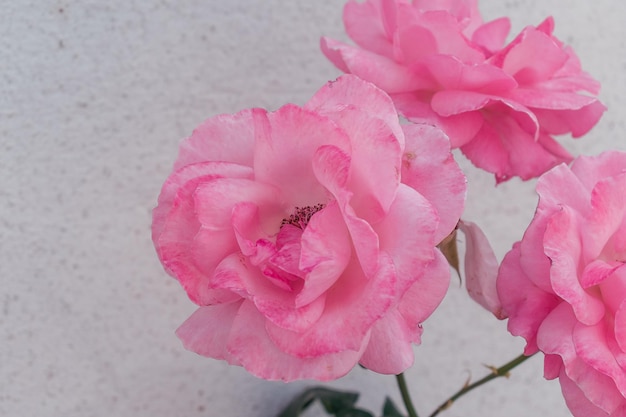 Krzew różowych róż z kwitnącymi kwiatami.