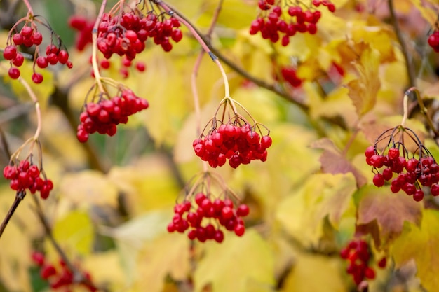 Krzew Viburnum z czerwonymi jagodami i żółtymi liśćmi jesienią