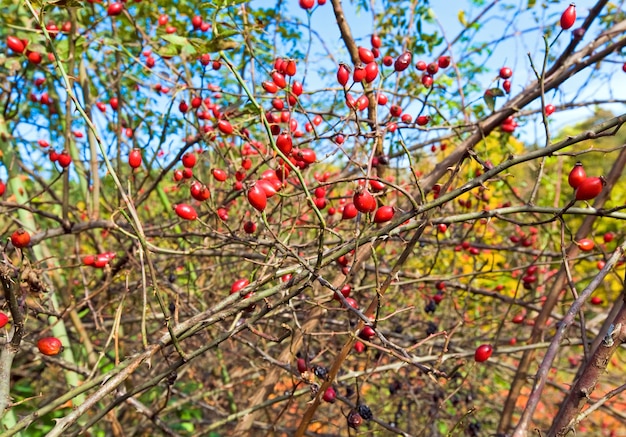 Krzew z czerwonymi biodrami niczym wrześniowa powierzchnia natury