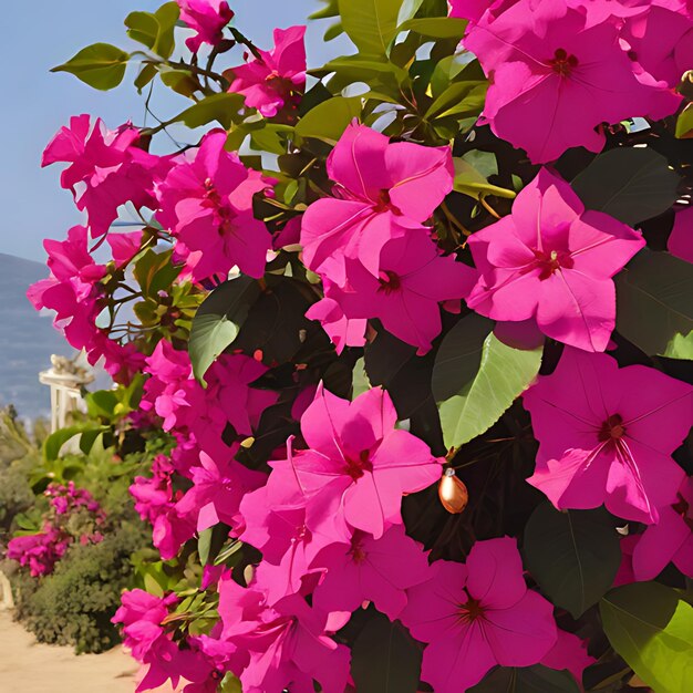 krzew z fioletowymi kwiatami, które mówią hibiskus