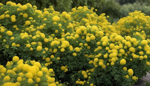 krzew z żółtymi kwiatami, które kwitną