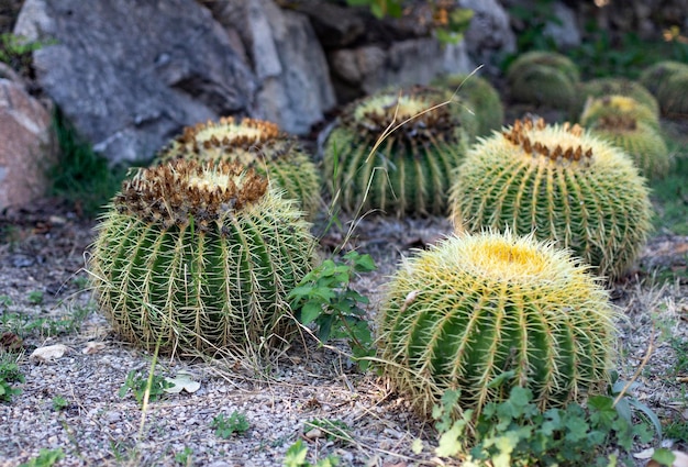 Zdjęcie krzewy okrągłych dużych kaktusów echinocactus gruzoni