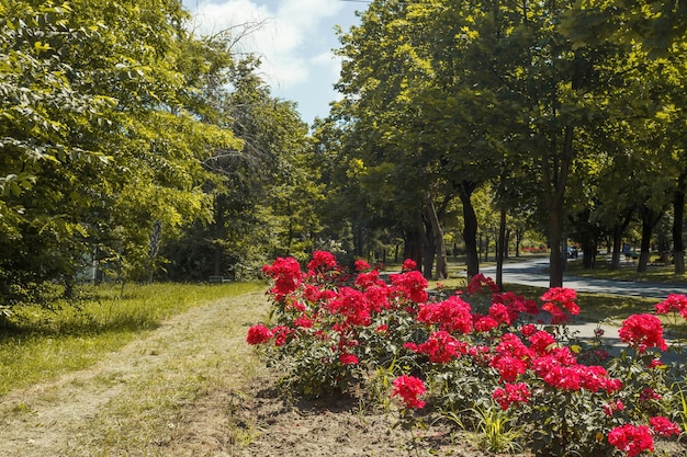 Krzewy pięknych czerwonych róż