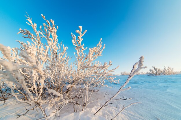 krzewy pokryte śniegiem na skalistym płaskowyżu.