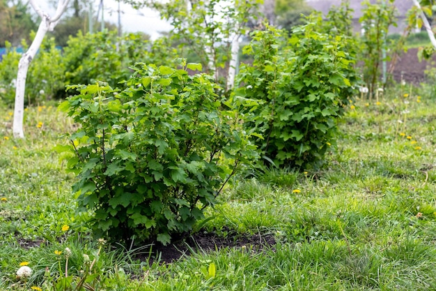 Krzewy porzeczki zielonej podczas kwitnienia w wiosennym ogrodzie