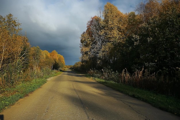 Krzewy rosnące na polu