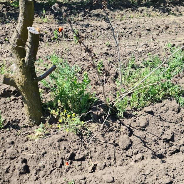 Zdjęcie krzewy trawiaste na czarnoziemie