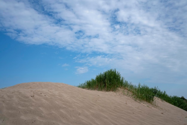 Krzewy trawy na wydmie w pobliżu plaży na wybrzeżu Morza Bałtyckiego we wsi Jantarnyj w obwodzie kaliningradzkim Rosja
