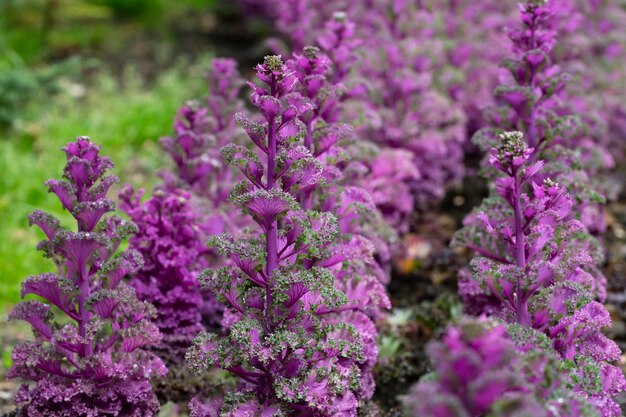 Krzewy zielono-fioletowych roślin brassica oleracea na łóżku kwiatowym zbliżenie selektywne skupienie ozdobne