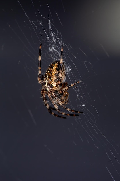 Krzyż pająk na sieci na czarnym tle Fotografia makro Europejski pająk ogrodowy na sieci