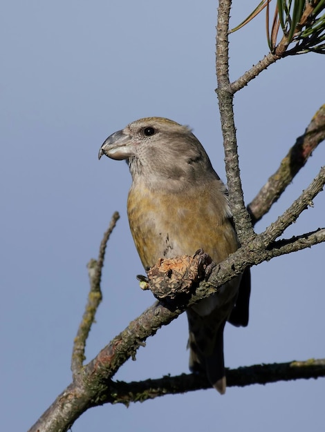 Krzyżodziób papugi Loxia pytyopsittacus