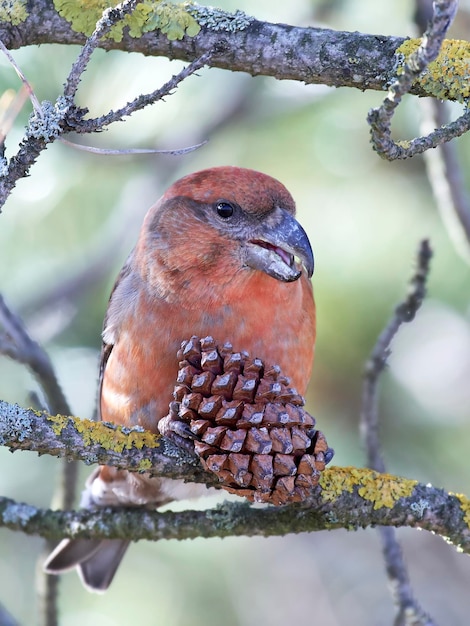 Zdjęcie krzyżodziób papugi loxia pytyopsittacus