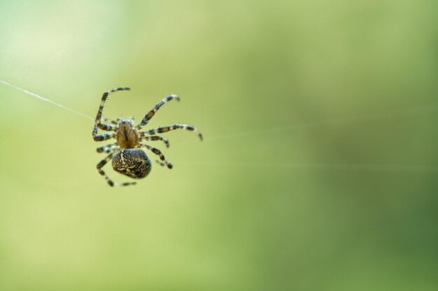 Krzyżowy pająk pełzający po pajęczej nitce Zamazany Pożyteczny łowca wśród owadów