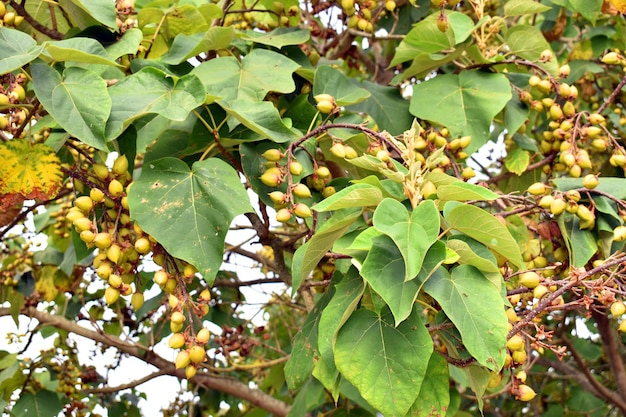 Księżniczka drzewo Paulownia tomentosa liście i owoce