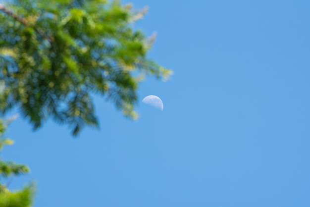 Księżyc piękny księżyc na błękitnym niebie wśród drzew naturalne światło selektywne skupienie