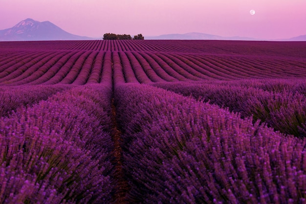 Księżyc Podczas kolorowego zachodu słońca na polu lawendy latem fioletowe aromatyczne kwiaty w pobliżu valensole w prowansji we francji