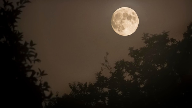 Księżyc w pełni nad koroną drzewax9