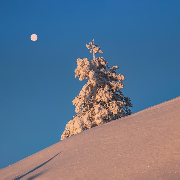 Księżyc w pełni nad słoneczną choinką pokryty jest śniegiem na porannym zimowym stoku polarnym Świt północne minimalistyczne naturalne tło z jasnym śniegiem świerk