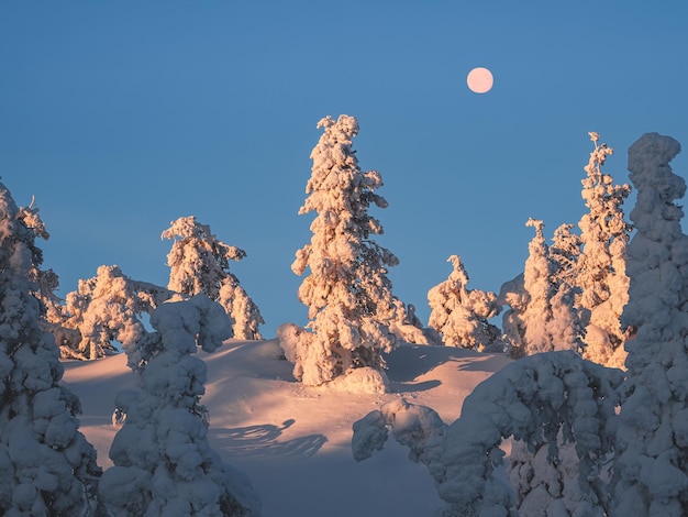 Księżyc w pełni nad słonecznym zimowym lasem Choinki pokryte śniegiem na słonecznym lesie polarnym Świt północne minimalistyczne naturalne tło ze śnieżnym świerkiem