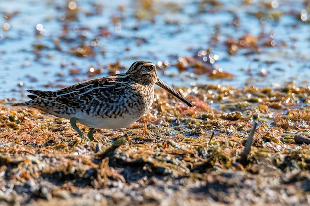 Kszyk Zwyczajny Lub Gallinago Gallinago Stojący Nad Rzeką. Selektywna Ostrość.