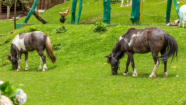 Kucyk chodzący swobodnie po farmie, jedzący trawę,