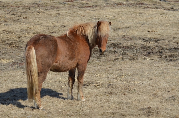 Kudłaty chropowaty islandzki koń stojący w polu.