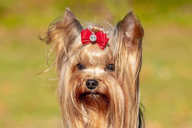 Zdjęcie kudłaty pies rasy yorkshire terrier z bliska z kokardą na głowie