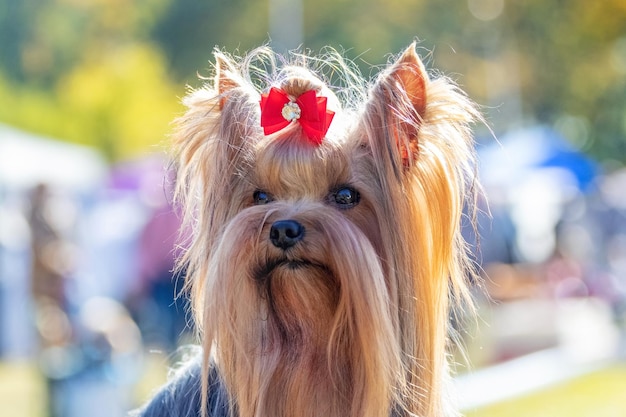 Kudłaty pies rasy Yorkshire Terrier z bliska z kokardą na głowie