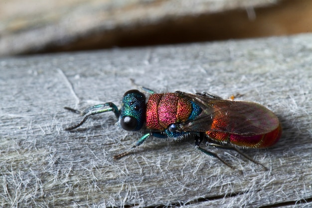 Kukułka Osa (Chrysis lusitanica)