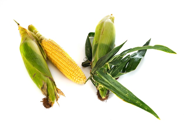 Kukurydza Cukrowa Przed Białym Tłem