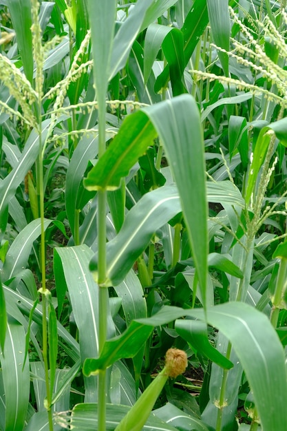 Zdjęcie kukurydza cukrowa (zea mays saccharata) jest jedną z ważnych handlowo odmian kukurydzy. pole kukurydzy.