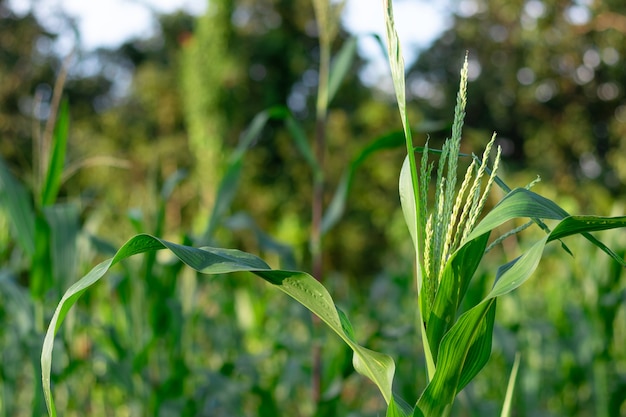 Kukurydza kwiaty w ogrodzie. Młody kukurydzany pole przy rolnictwa gospodarstwem rolnym.