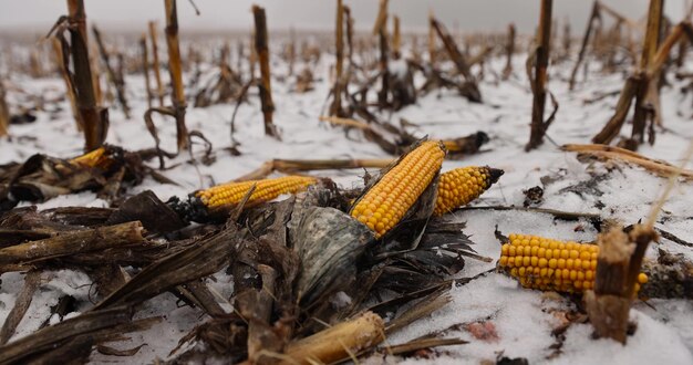Zdjęcie kukurydza leży w śniegu po zbiorze i opadaniu śniegu