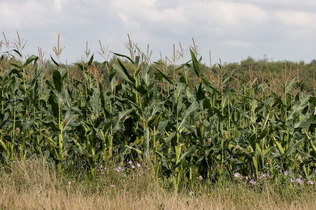 Kukurydza, malwa i jaskry rosnące na polu w East Grinstead