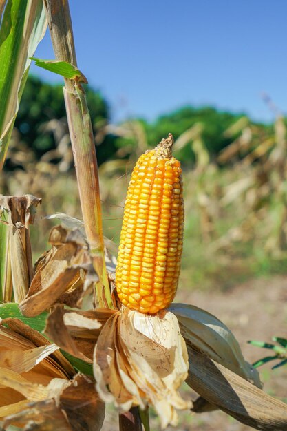 Zdjęcie kukurydza na polach