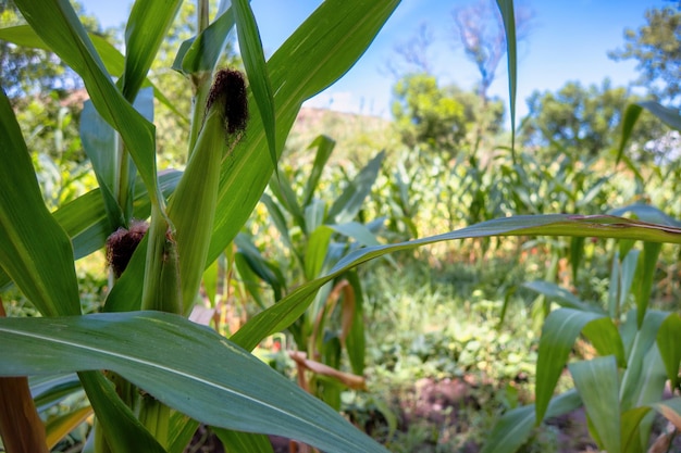 Kukurydza na roślinie z miejscem na tekst