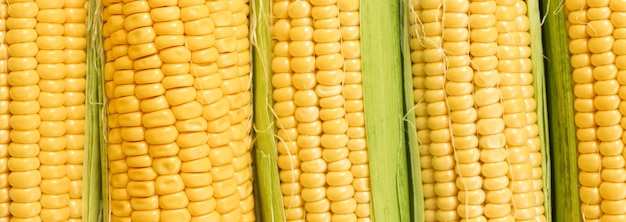 Kukurydza na żółtym tle