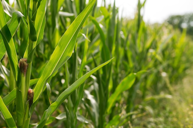 Kukurydza rośnie w ogrodzie Rolnictwo Przemysł agronomiczny