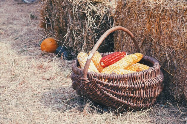 Zdjęcie kukurydza w koszyku na polu