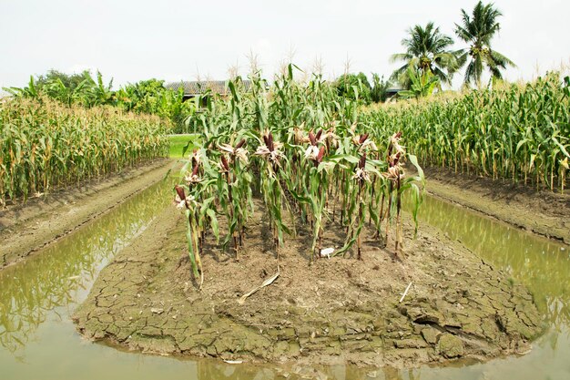 Kukurydza woskowa lub Zea mays ceratina z rolniczej plantacji kukurydzy na wsi w Nonthaburi Tajlandia