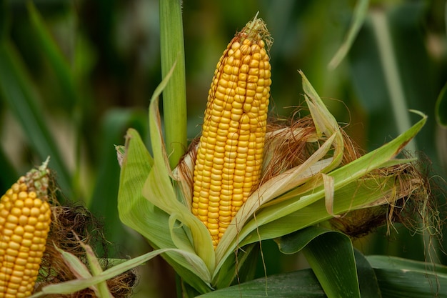kukurydza zawinięta w zielone liście na łodydze w polu