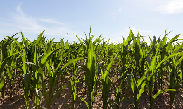 Kukurydza zielona na polu pod koniec wiosny i wczesną jesienią, średniej wielkości uprawiana
