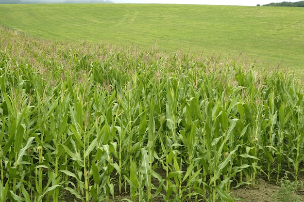 Kukurydza Zielone Pola Krajobraz Na Zewnątrz