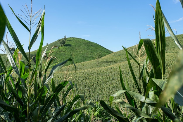 Kukurydzany gospodarstwo rolne na wzgórzu z niebieskiego nieba i zmierzchu tłem
