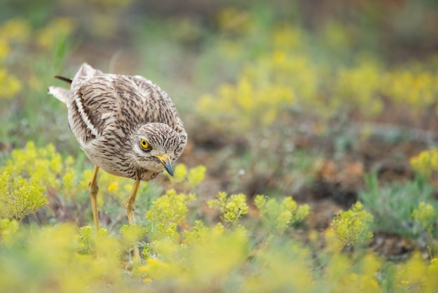 Kulik Zwyczajny (burhinus Oedicnemus) Spaceruje Po Pięknym Tle.