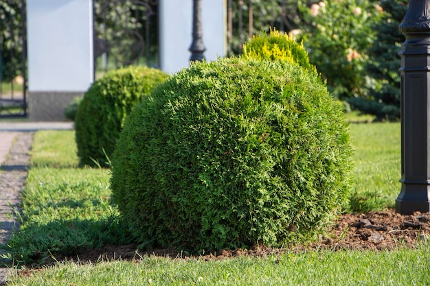 Zdjęcie kuliste rośliny krajobrazu tui na podwórku